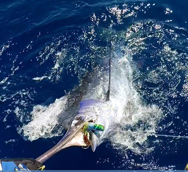 ANGLER: charter client SPECIES: Blue Marlin WEIGHT: 180kg LURE: 13" JB Lures Big Dingo.